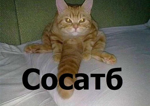 животное кошка млекопитающее