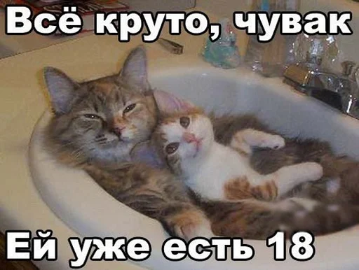 кошки малого и среднего размера кошачьи млекопитающее