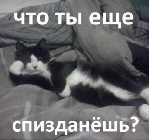 животное кошки малого и среднего размера млекопитающее