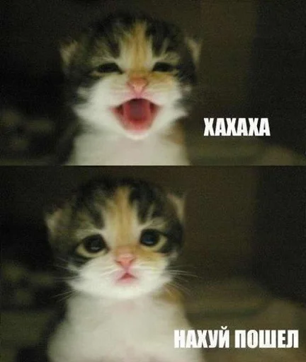 млекопитающее животное кошка