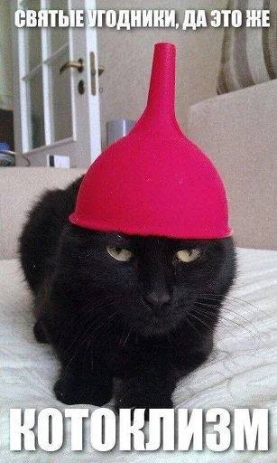 животное кошки малого и среднего размера кошачьи