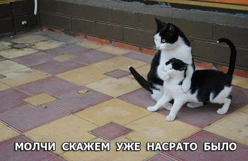 домашняя кошка животное млекопитающее