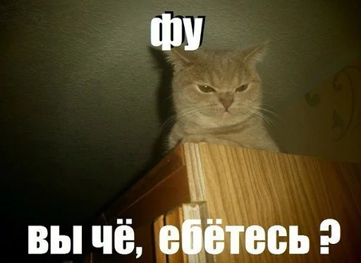 кошки малого и среднего размера кошка кошачьи