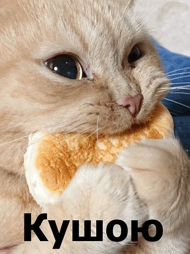 животное млекопитающее кошки малого и среднего размера