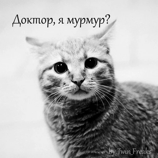 животное млекопитающее кошка