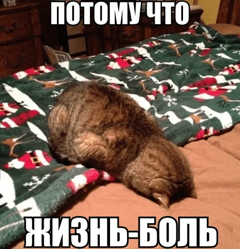 комнатный домашнее животное кошки малого и среднего размера