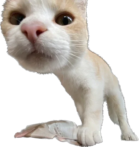 Sticker murrkawaii - 1