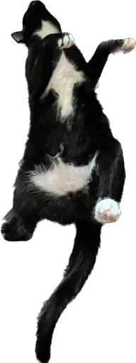 Sticker murrkawaii - 1