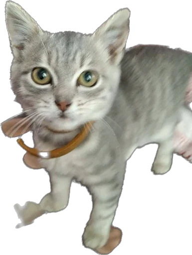 Sticker murrkawaii - 1