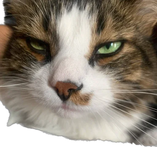 Sticker murrkawaii - 1