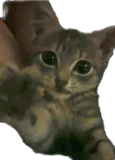 Sticker murrkawaii - 1