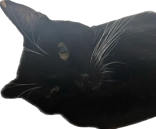 Sticker murrkawaii - 1