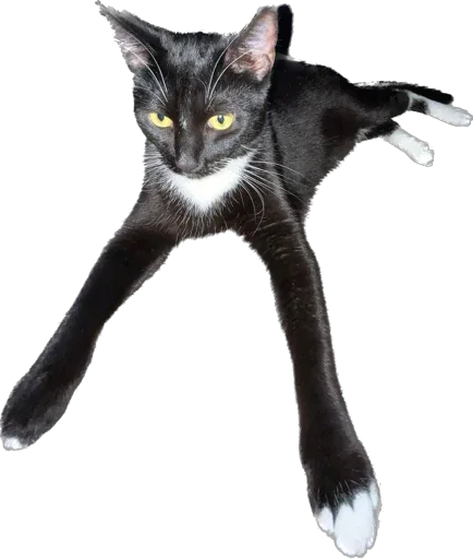 Sticker murrkawaii - 1