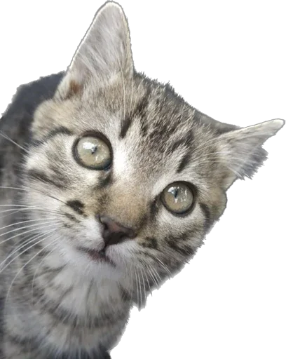 Sticker murrkawaii - 1