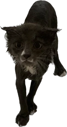 Sticker murrkawaii - 1