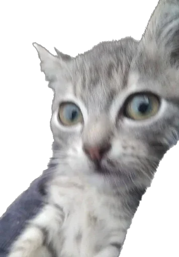 Стикер murrkawaii - 1