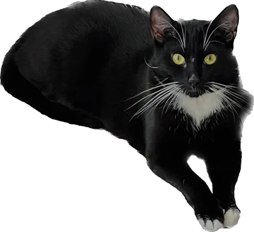 Sticker murrkawaii - 1