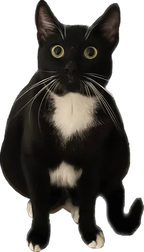 Стикер murrkawaii - 1