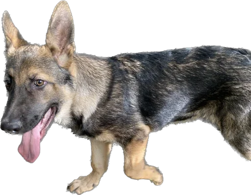 Sticker murrkawaii - 1