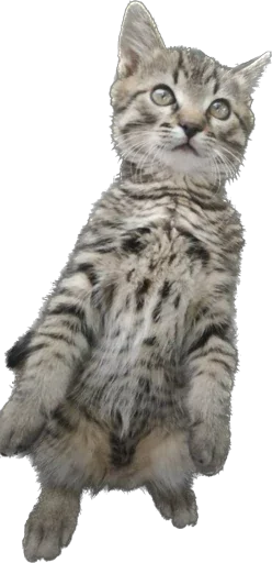 Стикер murrkawaii - 1