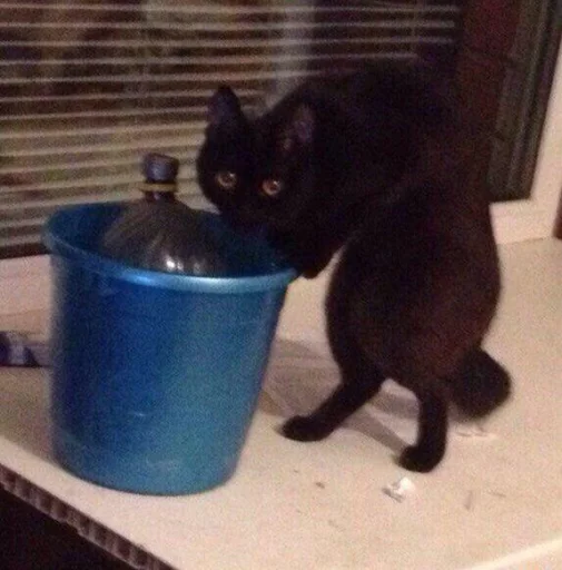 Стикер murrpillzpack by @fStikBot - 2