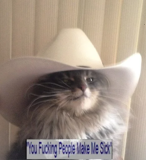 animal small to medium-sized cats mammal