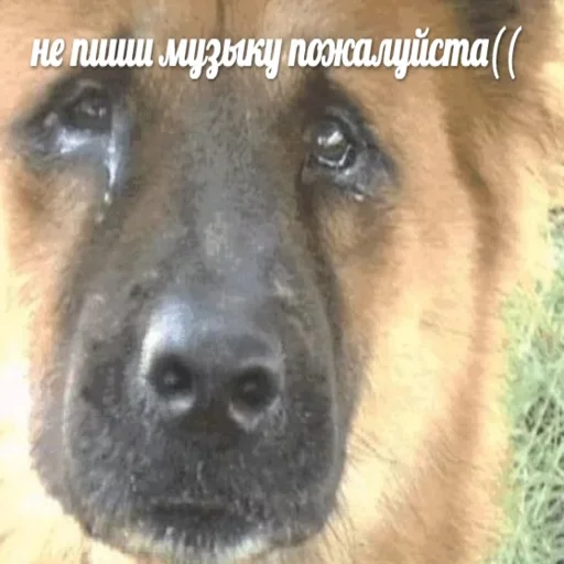 млекопитающее животное собака