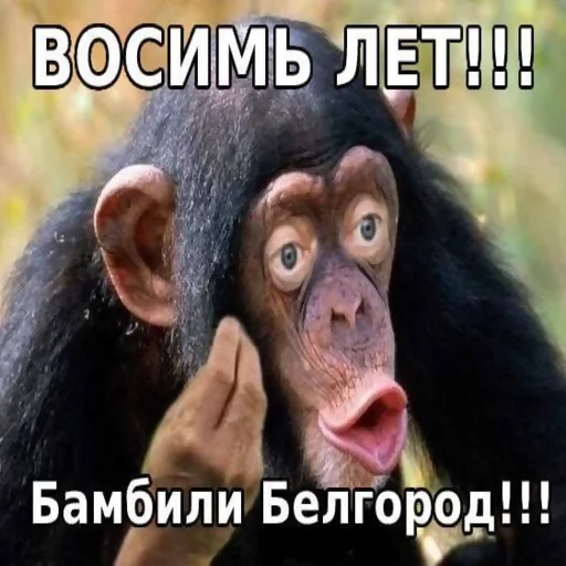 Sticker musor @chirpani - 3