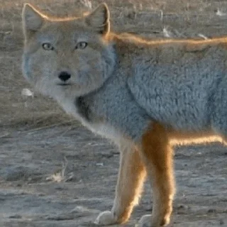 Sticker mustHavePack - 9