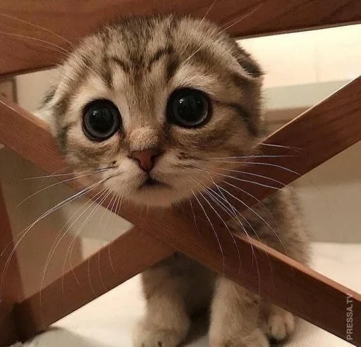 animal mammal small to medium-sized cats