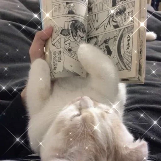 indoor felidae small to medium-sized cats