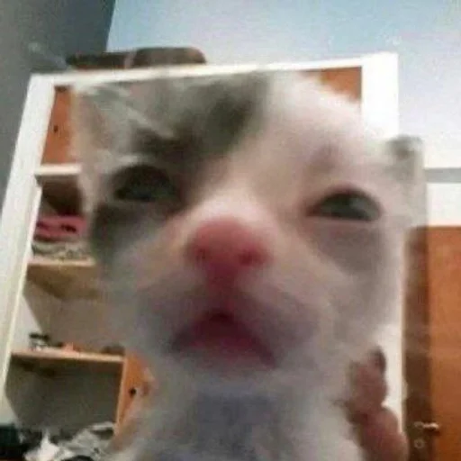 mammal small to medium-sized cats indoor