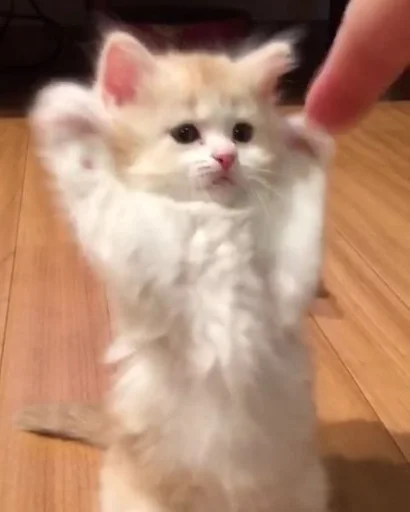 млекопитающее животное кошка