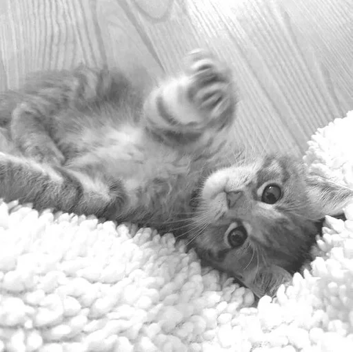 animal small to medium-sized cats mammal