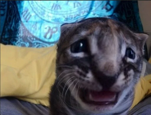 Sticker Мущук by @kas1m0ff_f - 11