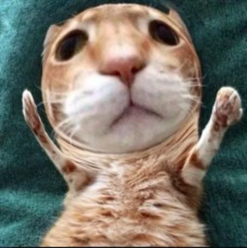 Sticker Мущук by @kas1m0ff_f - 10