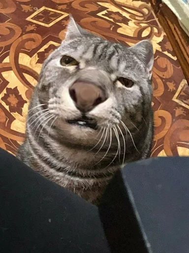 Sticker Мущук by @kas1m0ff_f - 9