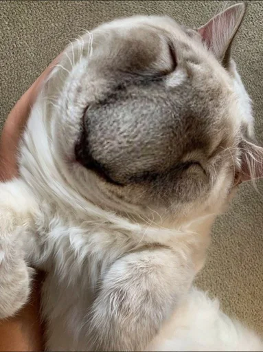 Sticker Мущук by @kas1m0ff_f - 8