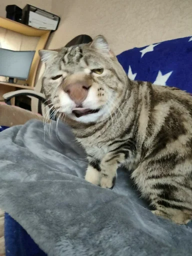 Sticker Мущук by @kas1m0ff_f - 7