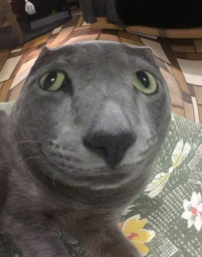 Sticker Мущук by @kas1m0ff_f - 6