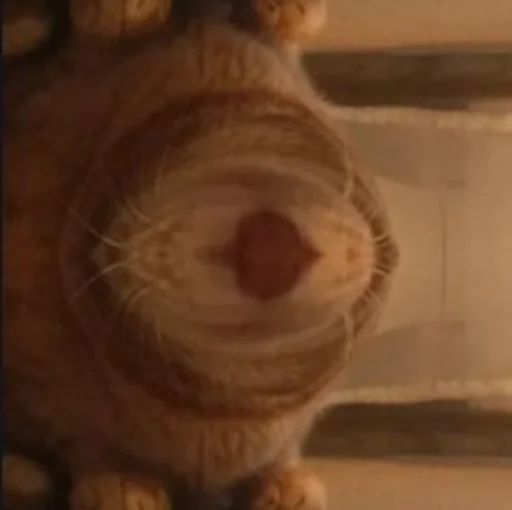 Sticker Мущук by @kas1m0ff_f - 5