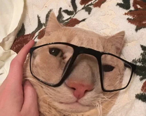 Sticker Мущук by @kas1m0ff_f - 4