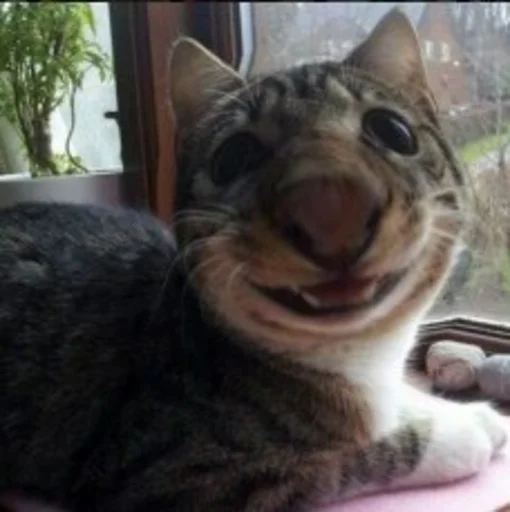 Sticker Мущук by @kas1m0ff_f - 3