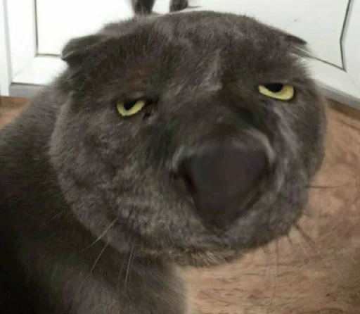 Sticker Мущук by @kas1m0ff_f - 2