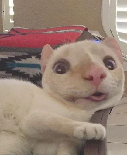 Sticker Мущук by @kas1m0ff_f - 1