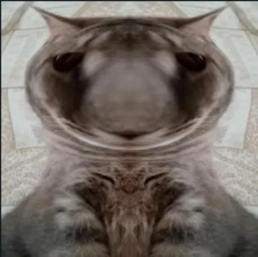 Sticker Мущук by @kas1m0ff_f - 0