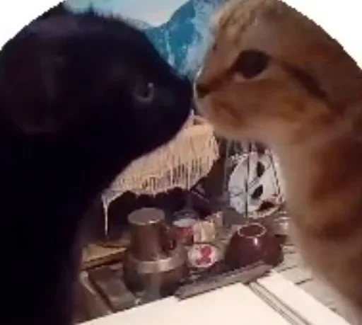 mammal cat small to medium-sized cats