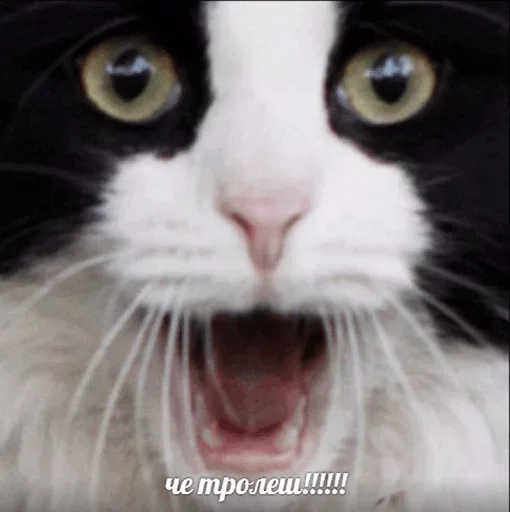 mammal animal whiskers