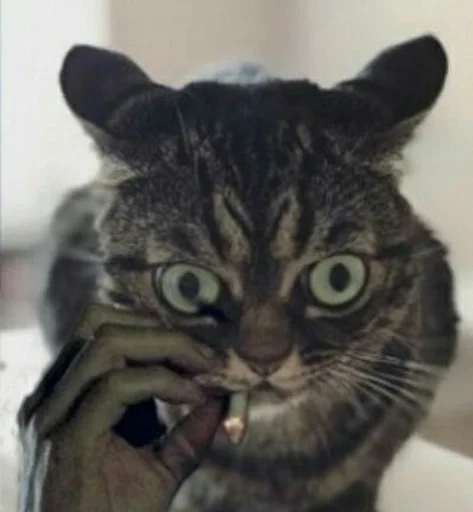 Sticker My pack by @fStikBot - 1