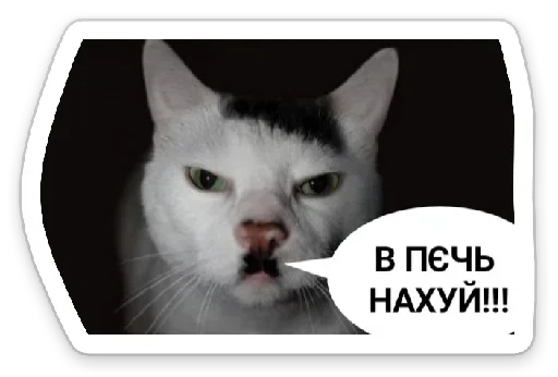 small to medium-sized cats cat text